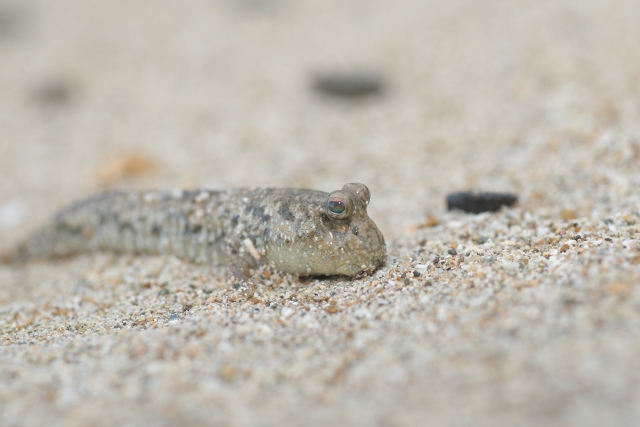 ミナミトビハゼ