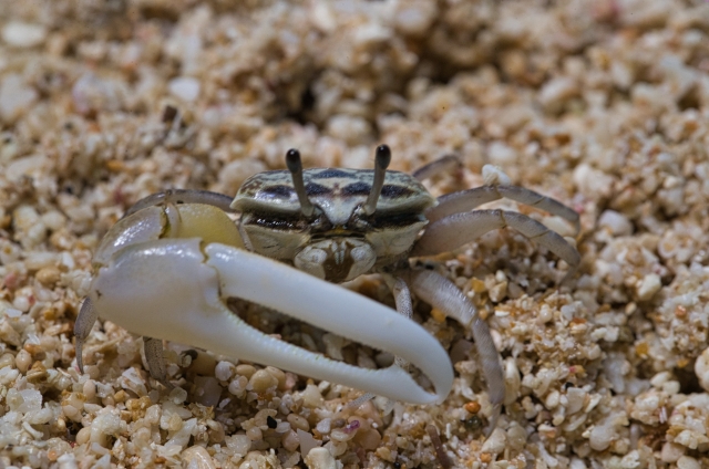 オキナワハクセンシオマネキ