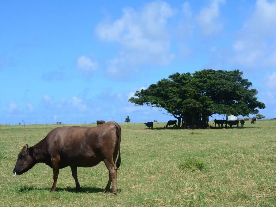 黒島でのどかに牧草を食べる牛たちの風景