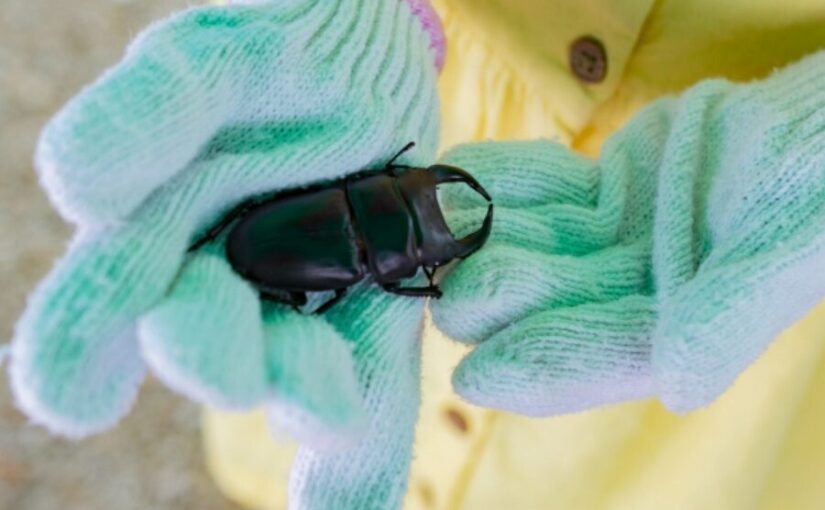 西表島　クワガタ　昆虫採集