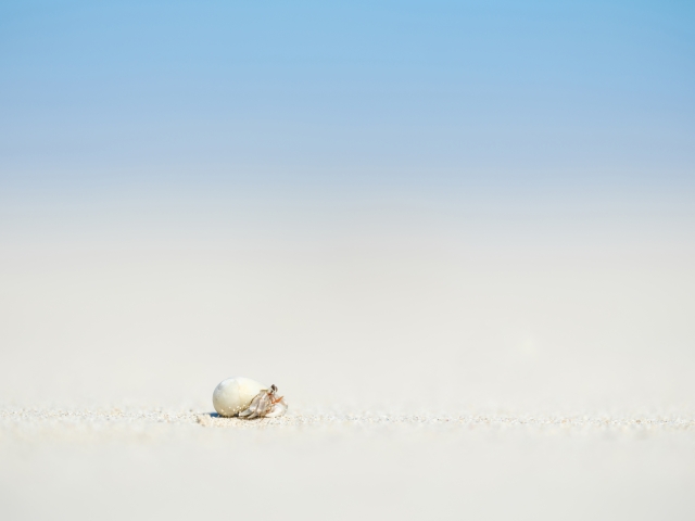 ヤドカリと海